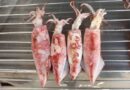 как варить кальмары чтобы были мягкие