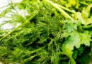 как заморозить укроп на зиму