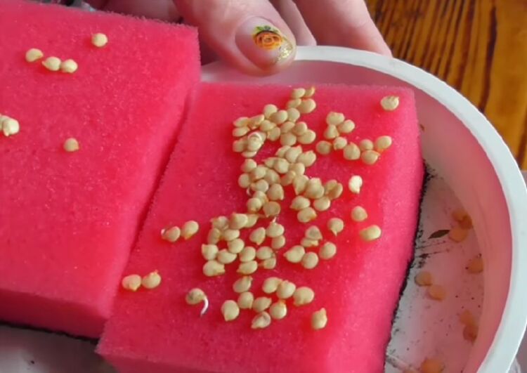 Jak klíčit semena pepře pro sazenice