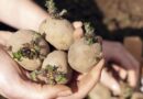 Как правильно сажать картошку ростками вверх или вниз
